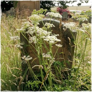 headstone and cow parsley